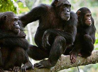 Ngamba Island Excursions Tour