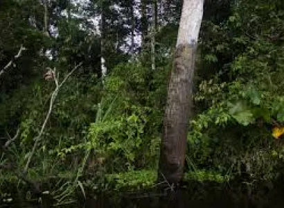 3 Day Jungle Tour in Leticia Amazonas Package