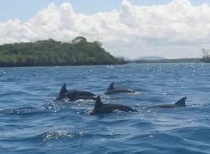 Dolphin Tour Package