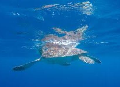 Turtle Tour Package
