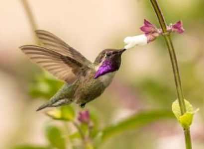 Hummingbird Tour  Package