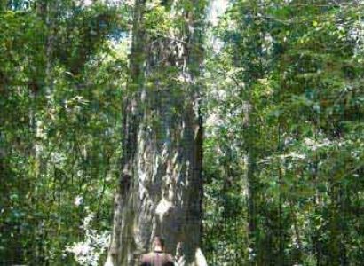 Samaúma Tour Package