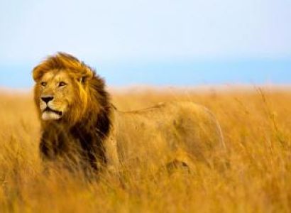 CATCH THE BIG FIVE Tour