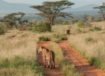 Lewa - Shaba – Mount Kenya – Masai Mara Tour