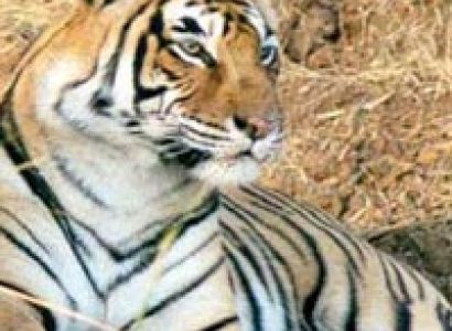 Wild Safari Rajasthan Tour