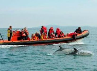 Dolphin and Whale Adventure Tour