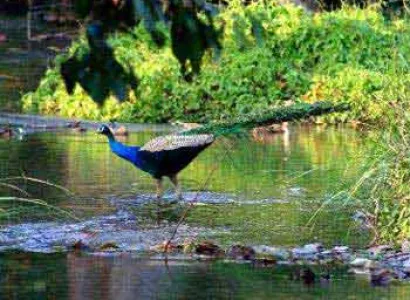 Jaldapara Package Tour