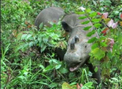 4 Days Way Kambas National Park