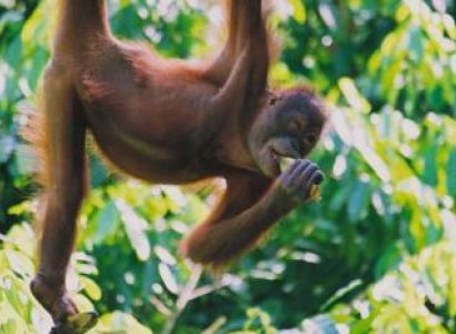 09 Days North – West Sumatra Overland Tour Included Orangutans