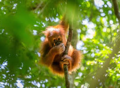 07 Days North – West Sumatra Overland Tour