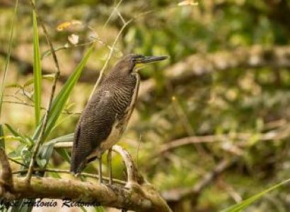 Amazon Wildlife Ecology Exploration Tour