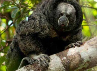 Iquitos Forest Adventure 7D/6N Tour