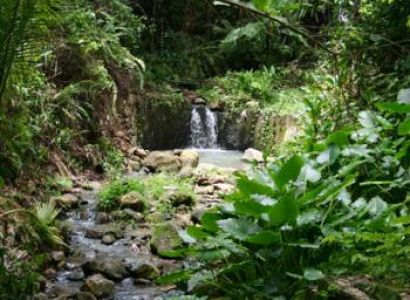 Rainforest Adventure Tour