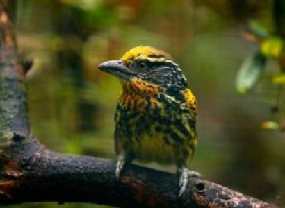 Bellavista Cloud Forest Reserve Tour