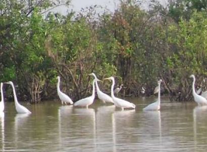 Siem Reap One Day Bird Sanctuary Tour