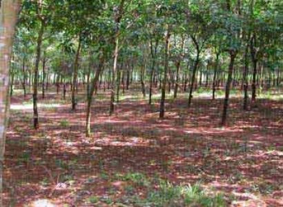 Day Tour of Long Tan-nui Dat Battle Site Package