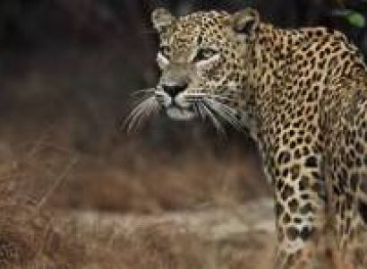 Sri Lanka Wildlife Tour Package