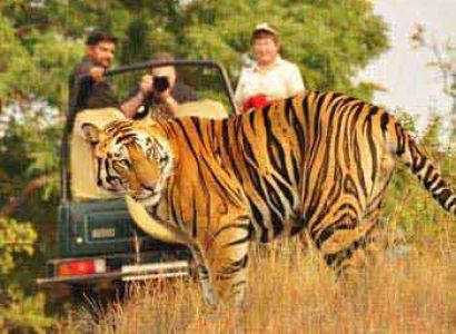 India Wildlife Safari Package