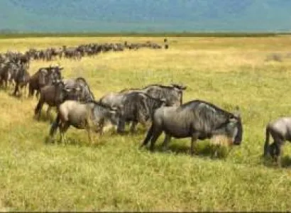 Tanzania Safari & Wildebeest Migration Package