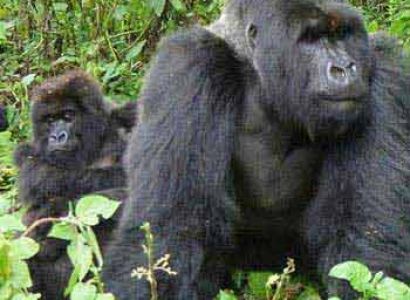 Uganda Gorilla Safari Package