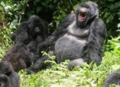Congo & Rwanda Gorilla Safaris Package