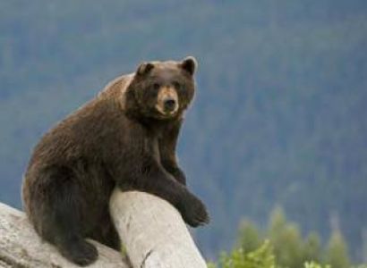 Alaska Wildlife Tour Package