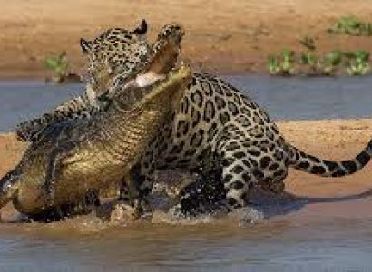 Brazil Amazon & Pantanal Tours Package