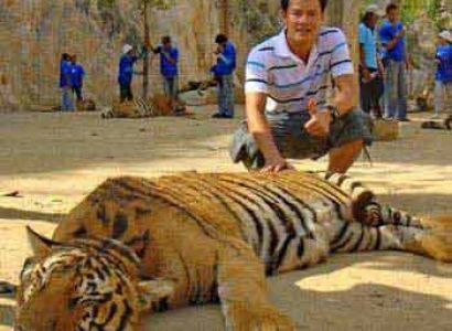 Morning Tiger Temple Tour Package