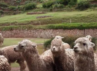 From the Inca Empire to the Peruvian Amazon Tour