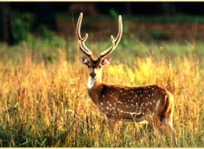Jim Corbett National Park Tour