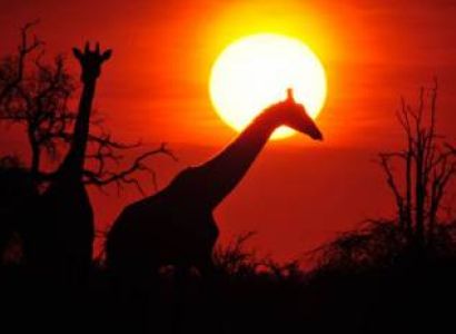 Sunset Safari Half Day Tour