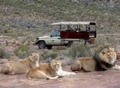 Afternoon Safari Half Day Tour