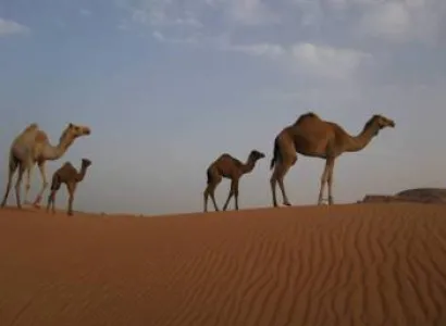 Full Day Desert Safari Tour