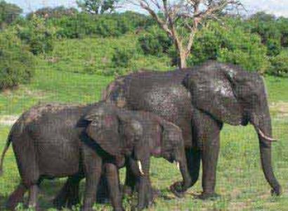 Chobe Victoria Falls Tour