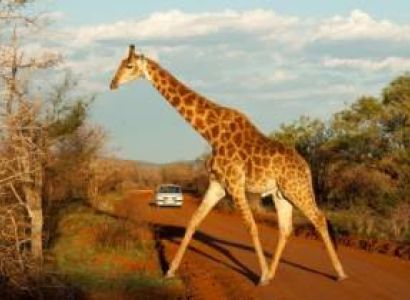 Full day Pilanesberg Game Reserve & Sun City Tour