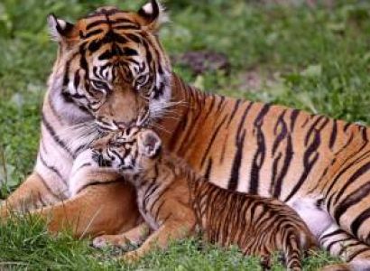 Corbett National Park Package