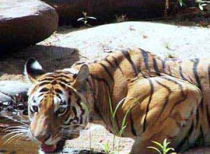 Classical Madhya Pradesh Tour