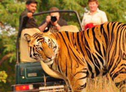 India Wildlife Tours