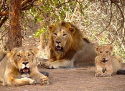 Irctc Gujarat Tour Package