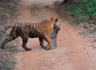 Southern India Wildlife Tour