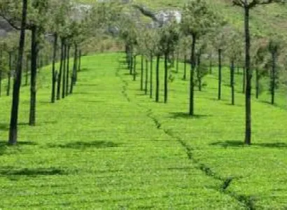 Cochin - Athirappally - Munnar - Thekkady Tour