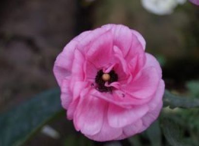 Yumthang 7 Days Tour