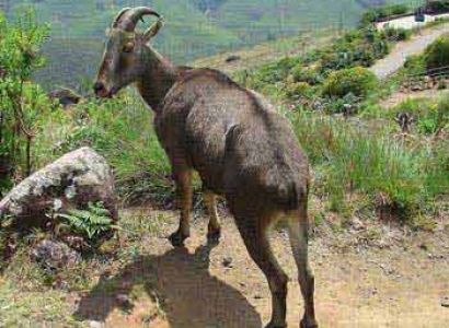 3 Days 2 Nights Munnar Package