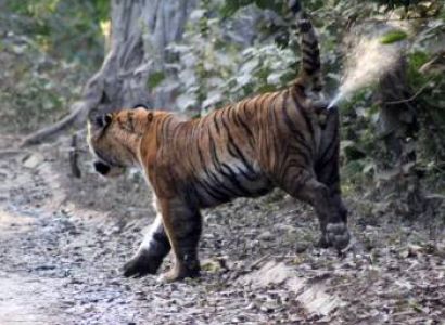 Wildlife with Nainital Tour