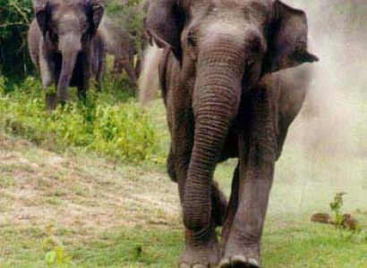 Corbett with Golden Triangle Tour