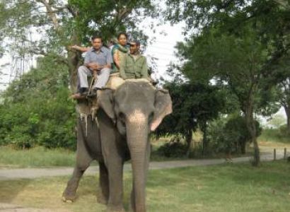 Corbett Elephant Safari Tour