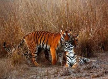 Two Night Bijrani Tour Package