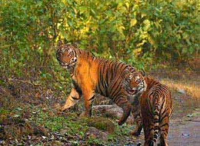 Weekend Safari Tour Package