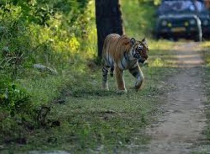 Corbett Dhikala Tour Package