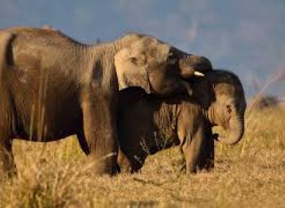 Corbett Family Tour Package